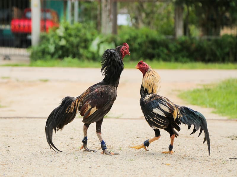 Đá gà cựa dao - Khám phá Thế giới Đầy tính và Sáng Tạo